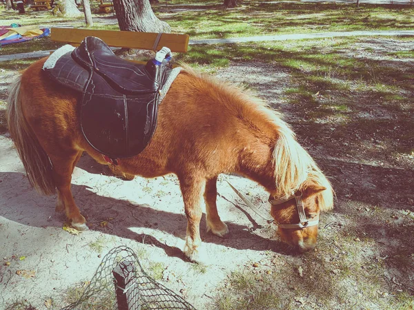 Poney Sur Pelouse Été — Photo