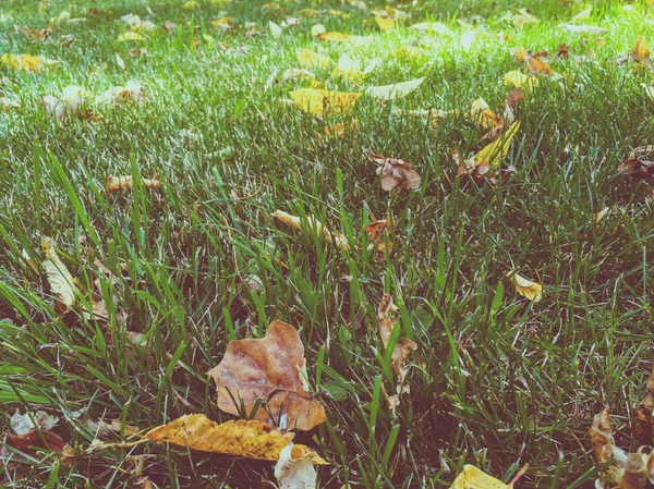 Feuilles Sèches Sur Herbe Verte — Photo