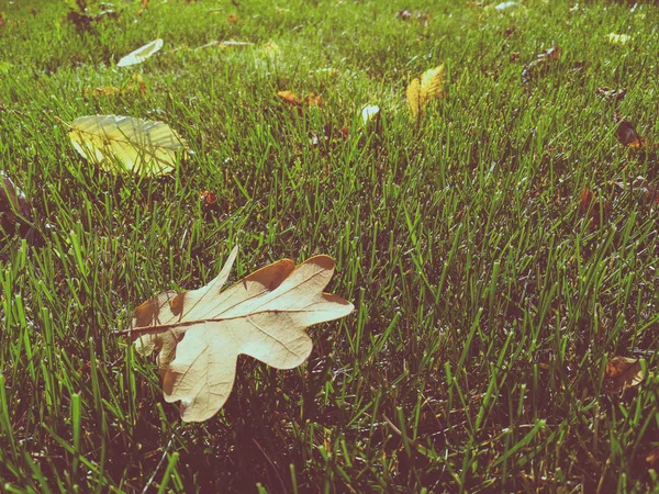 Сухе Листя Зеленій Траві — стокове фото