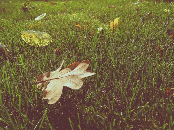 緑の草の上の乾燥した葉 — ストック写真