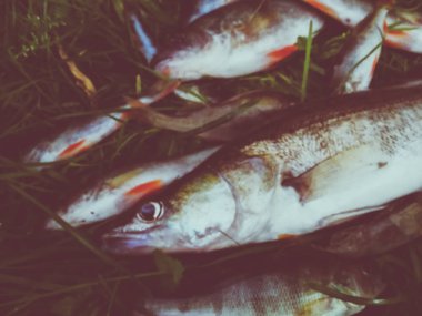 Çimenlerde balık yakaladım.