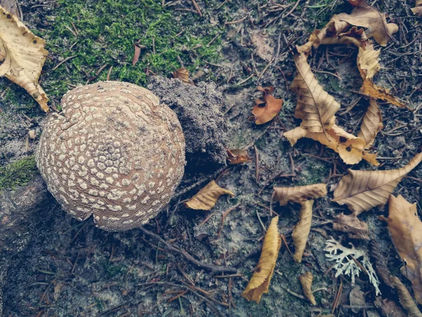 Essbare Fliegenpilze Wald — Stockfoto