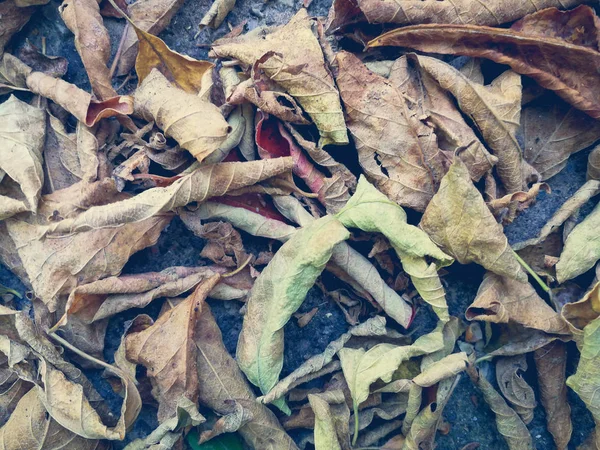 アスファルトの上の乾燥葉 — ストック写真