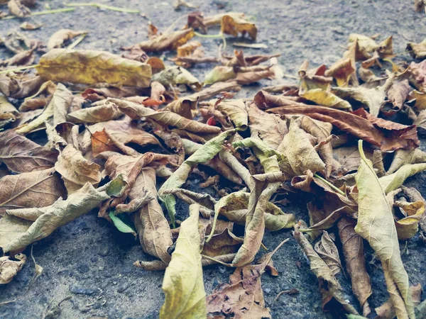 Dry Leaves Asphalt — Stock Photo, Image