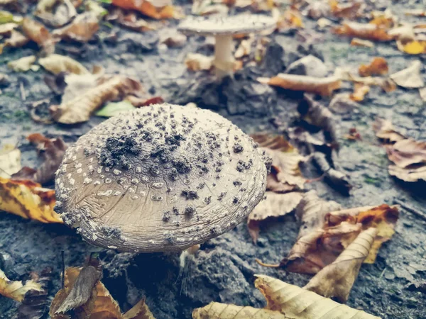 Essbare Fliegenpilze Wald — Stockfoto