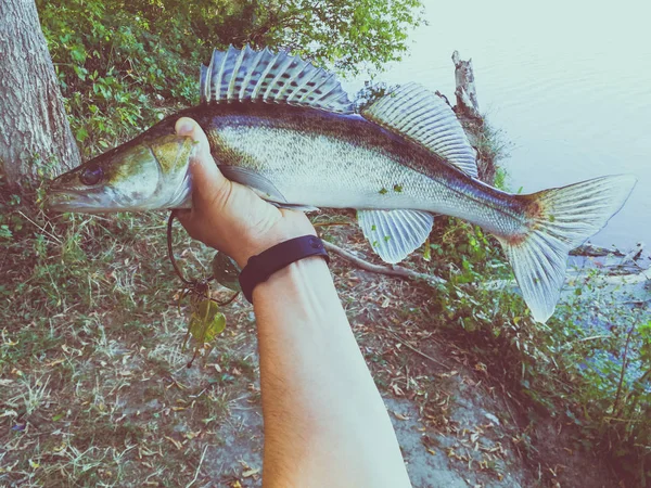 Der Fischer Hält Einen Fisch Der Hand — Stockfoto