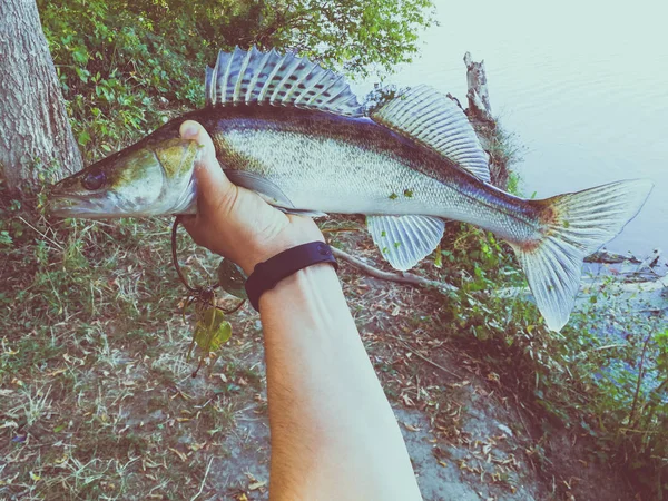 Pescatore Tiene Mano Pesce — Foto Stock