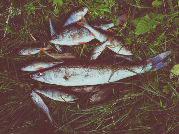 Peixe Capturado Grama — Fotografia de Stock
