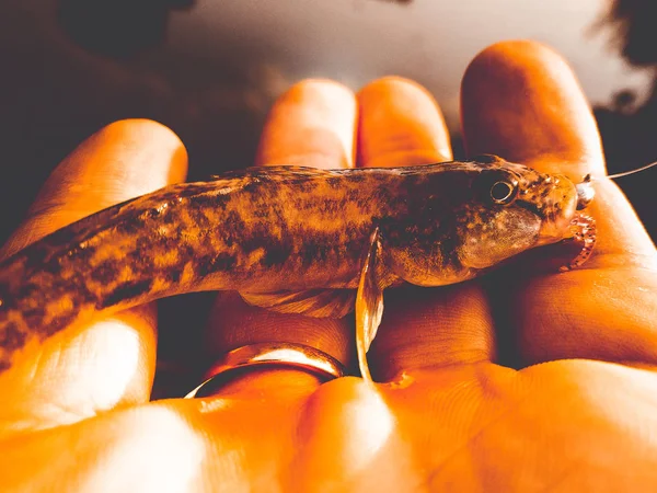 Gefangen Fisch Der Hand Auf Einem See — Stockfoto