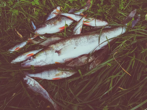 Peixe Capturado Grama — Fotografia de Stock