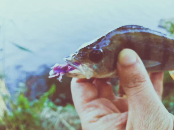물고기를 들으십시오 — 스톡 사진
