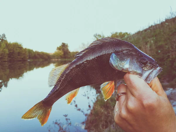 Der Fischer Hält Einen Fisch Der Hand — Stockfoto