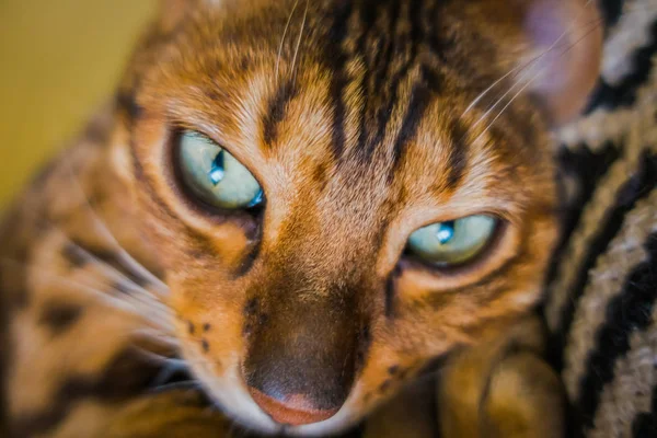 Красиве Кішка Бенгальська — стокове фото
