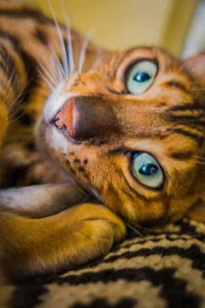 벵골의 고양이 — 스톡 사진
