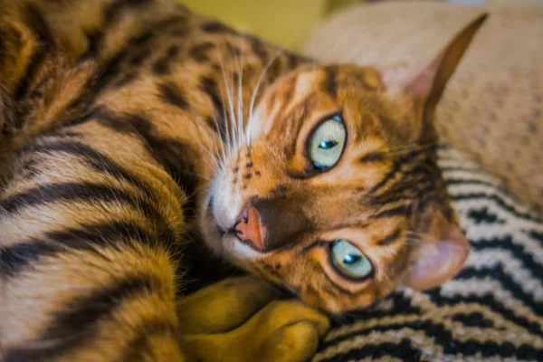 Beautifu Katze Von Bengal — Stockfoto