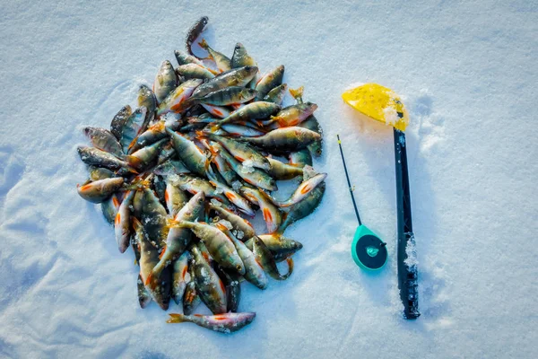 Pesca Invierno Desde Hielo —  Fotos de Stock