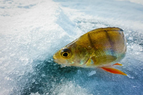 Pesca Inverno Partir Gelo — Fotografia de Stock