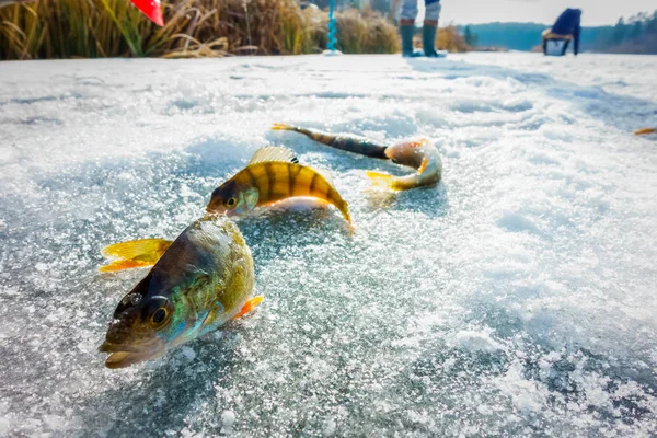 Winterfischen Aus Eis — Stockfoto