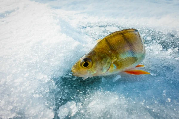 冬の湖で氷釣り — ストック写真