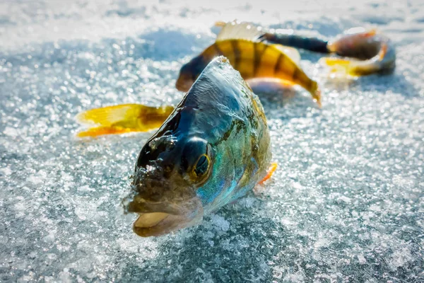 氷から冬の釣り — ストック写真