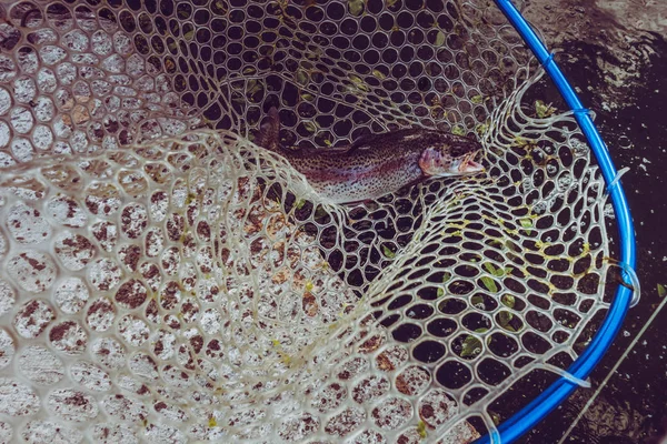 Trout Fishing Lake — Stock Photo, Image