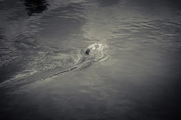 Pesca Truta Lago — Fotografia de Stock