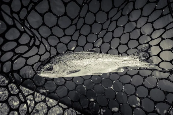 Rybaření Pstruhů Jezeře — Stock fotografie