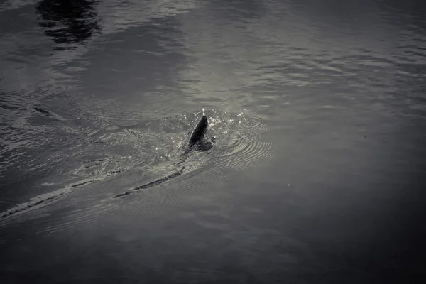 Pesca Truta Lago — Fotografia de Stock