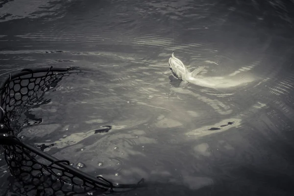 Pêche Truite Sur Lac — Photo