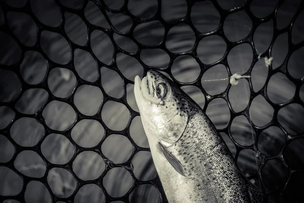 湖でのマス釣り — ストック写真