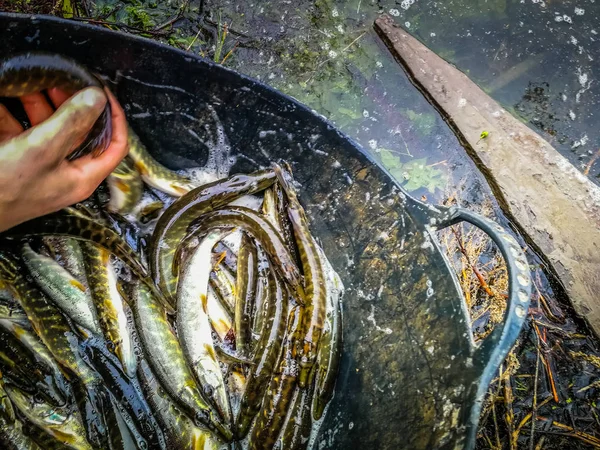 Antecedentes Sobre Tema Pesca — Fotografia de Stock