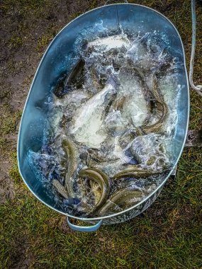 Bir balıkçı tema arka plan