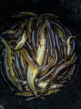 Bir balıkçı tema arka plan