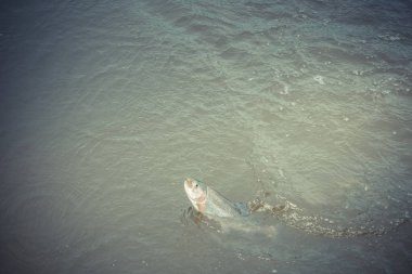 Gölde alabalık avı