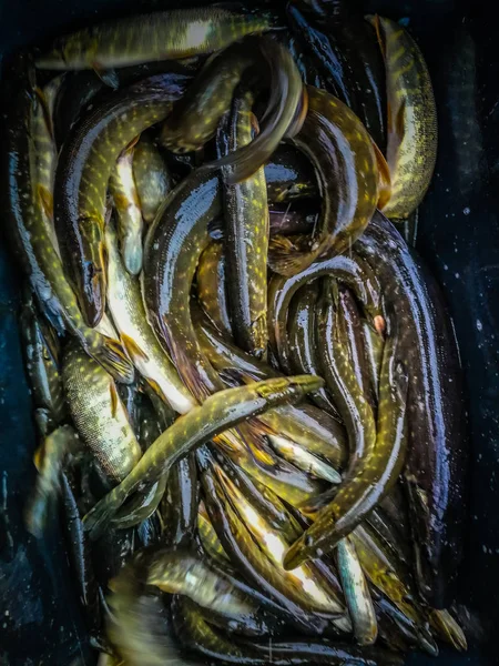 Antecedentes Sobre Tema Pesca — Fotografia de Stock