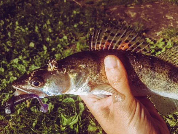 Zanderfischen Auf Dem Fluss — Stockfoto