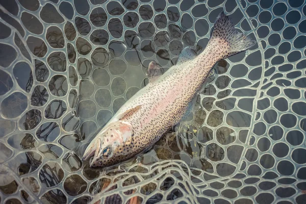 Pesca Alla Trota Sul Lago — Foto Stock