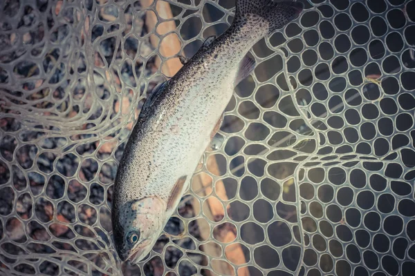 Trout Fishing Lake — Stock Photo, Image