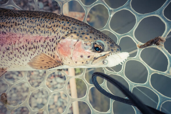 Рыбалка форели на озере
