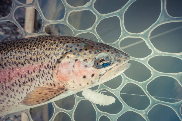 Öring Fiske Sjön — Stockfoto