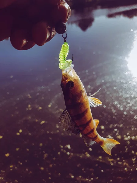 Zander Pêche Sur Rivière — Photo