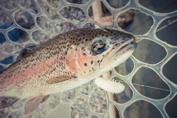 Trout Fishing Lake — Stock Photo, Image