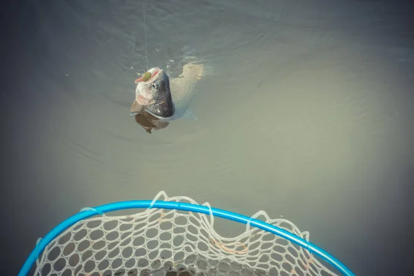 Pesca Truta Lago — Fotografia de Stock