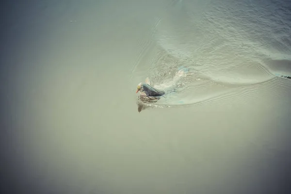 Pesca Truta Lago — Fotografia de Stock