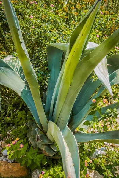 Vackra badorten. Grönt och blommor — Stockfoto