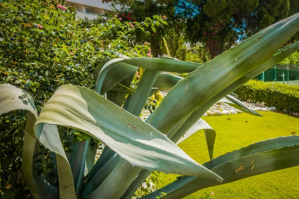 Hermoso balneario. Verde y flores —  Fotos de Stock