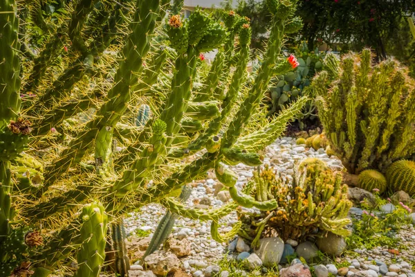 Beautiful seaside resort. Green and flowers — Stock Photo, Image