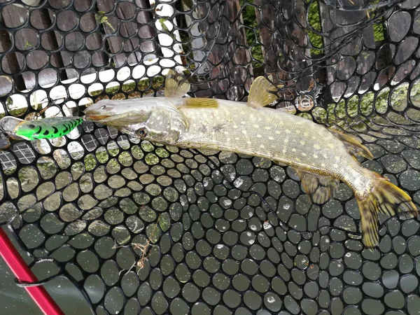 Pesca del luccio sul lago. Attività ricreative di pesca — Foto Stock