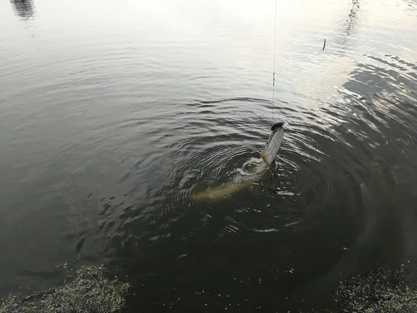 Pesca de lúcio no lago. Recreação de pesca — Fotografia de Stock