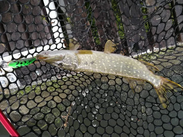 Pesca de lúcio no lago. Recreação de pesca — Fotografia de Stock